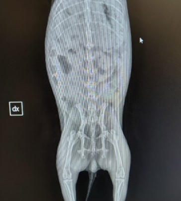 radiografia.jpg